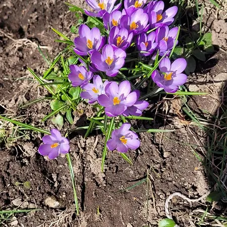 Apartman Casa Festivity